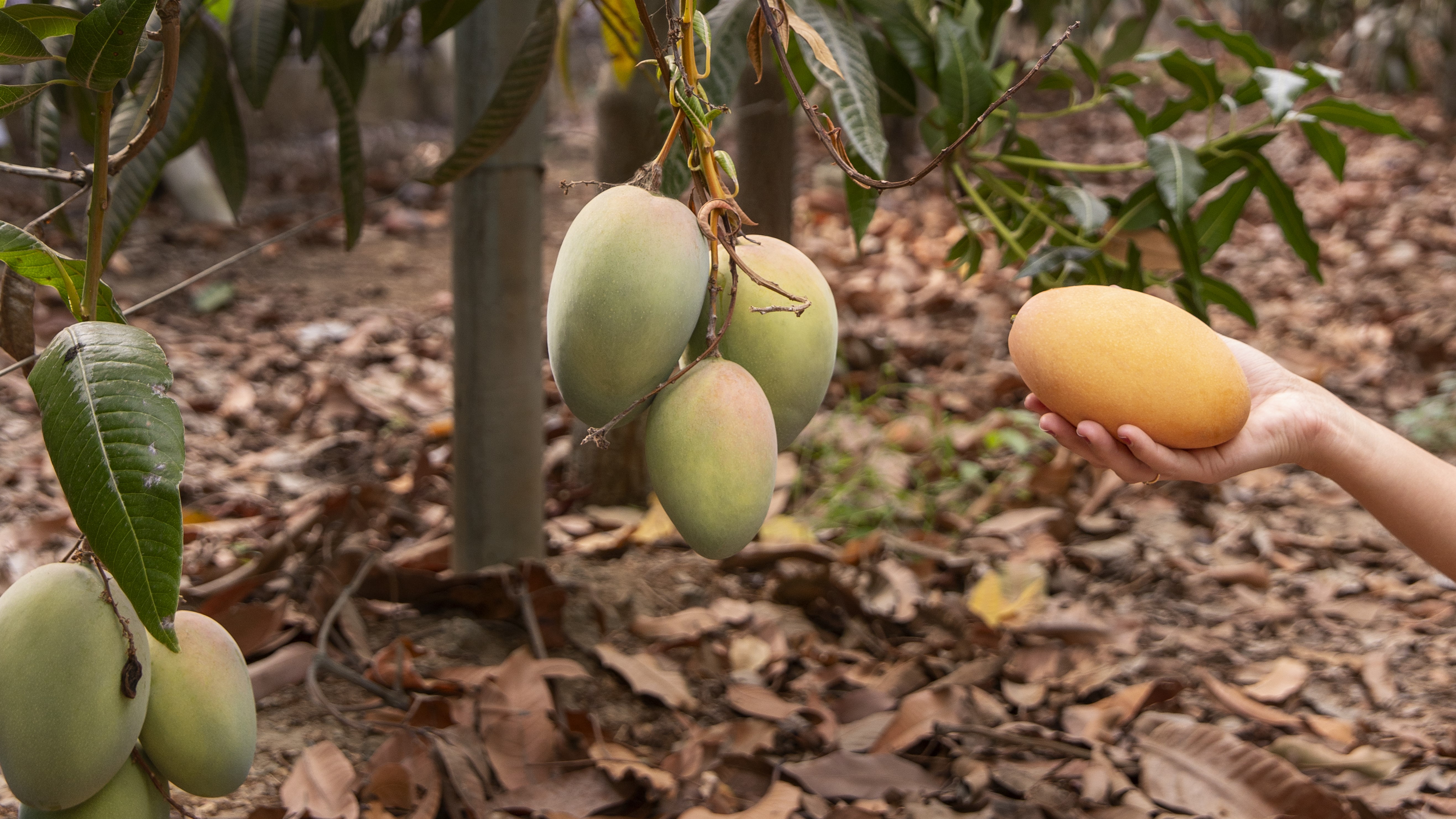 Mango Cultivation