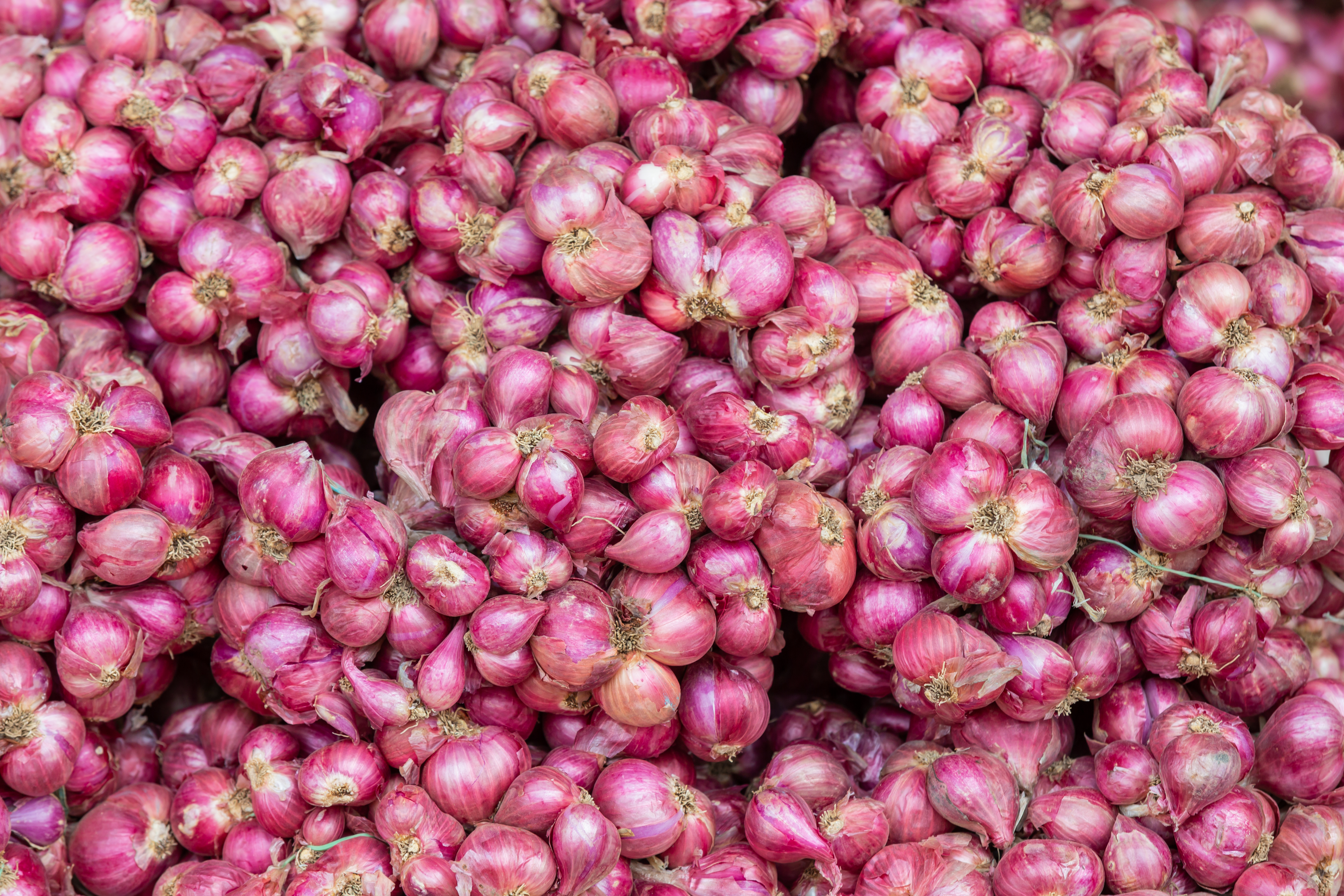 Onion
