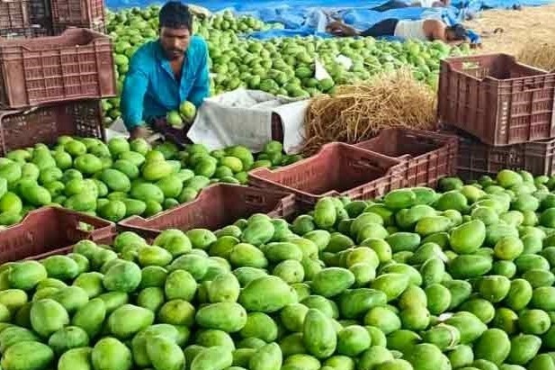 Mango Sorting