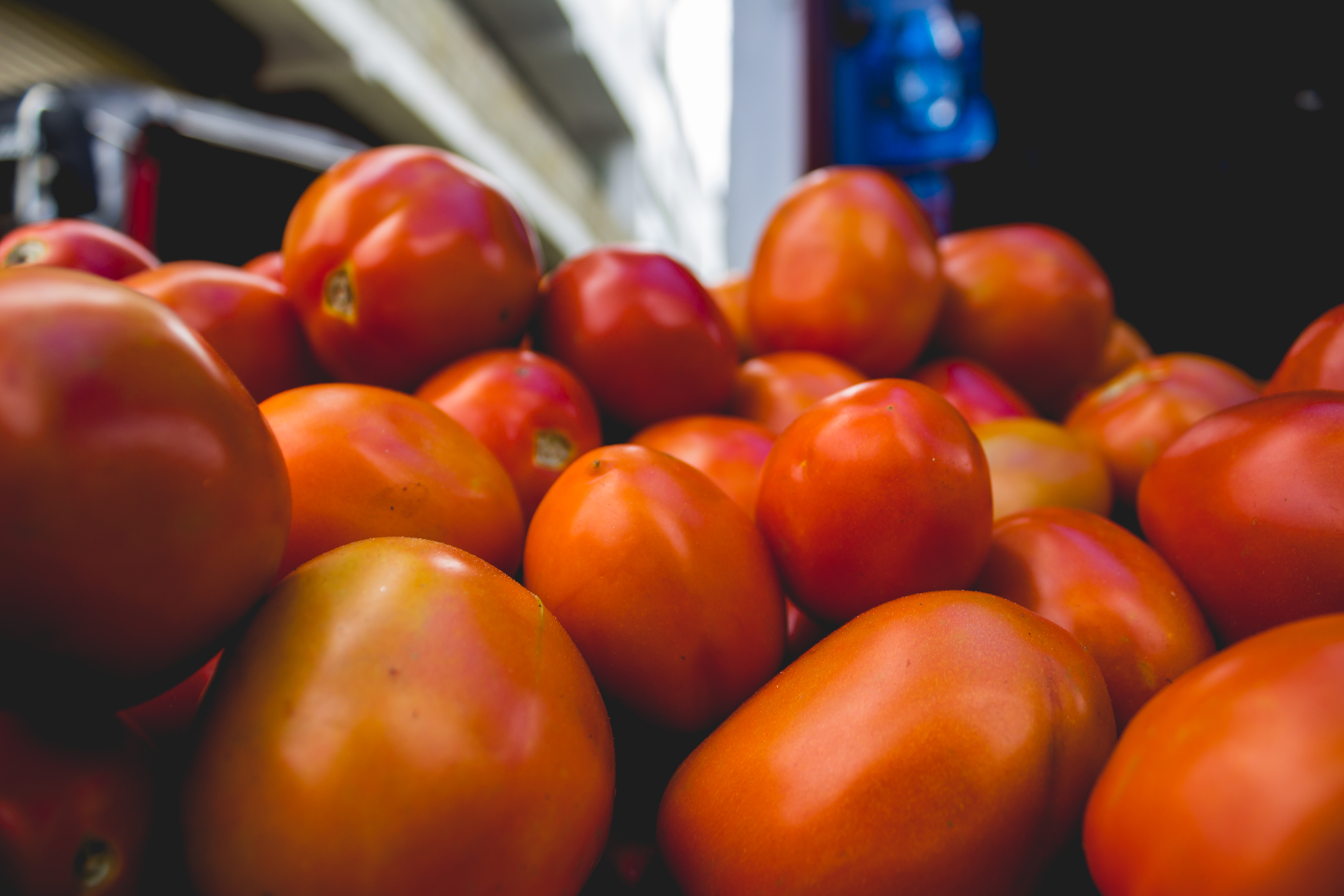 Tomato